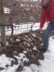 MIchael showing is the cobblestones in the vineyard deposited by glaciers many years ago in the south Okanagan (Feb 2013)
